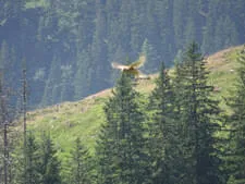 Almausflug-Elmaualm Bild 67